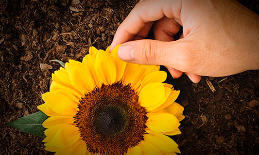 ¿Por qué se regalan flores amarillas los 21 de septiembre? Shang's | Tienda Deportivashangs.mx